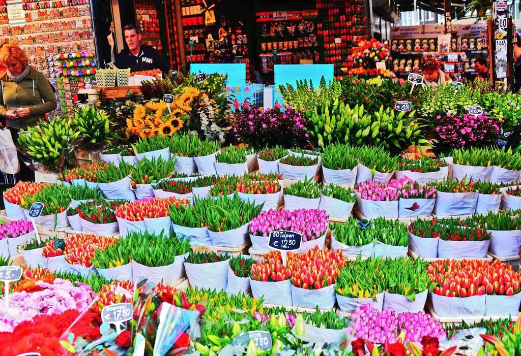 tulips in holland