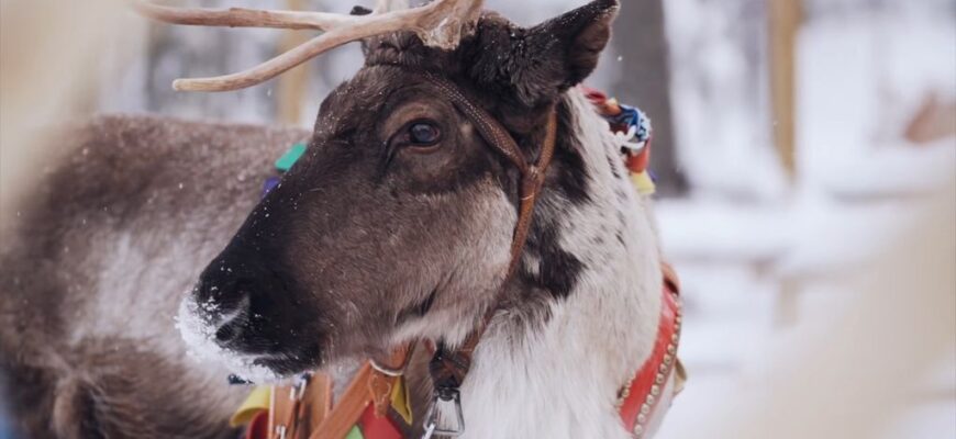 Фінляндія безкоштовно