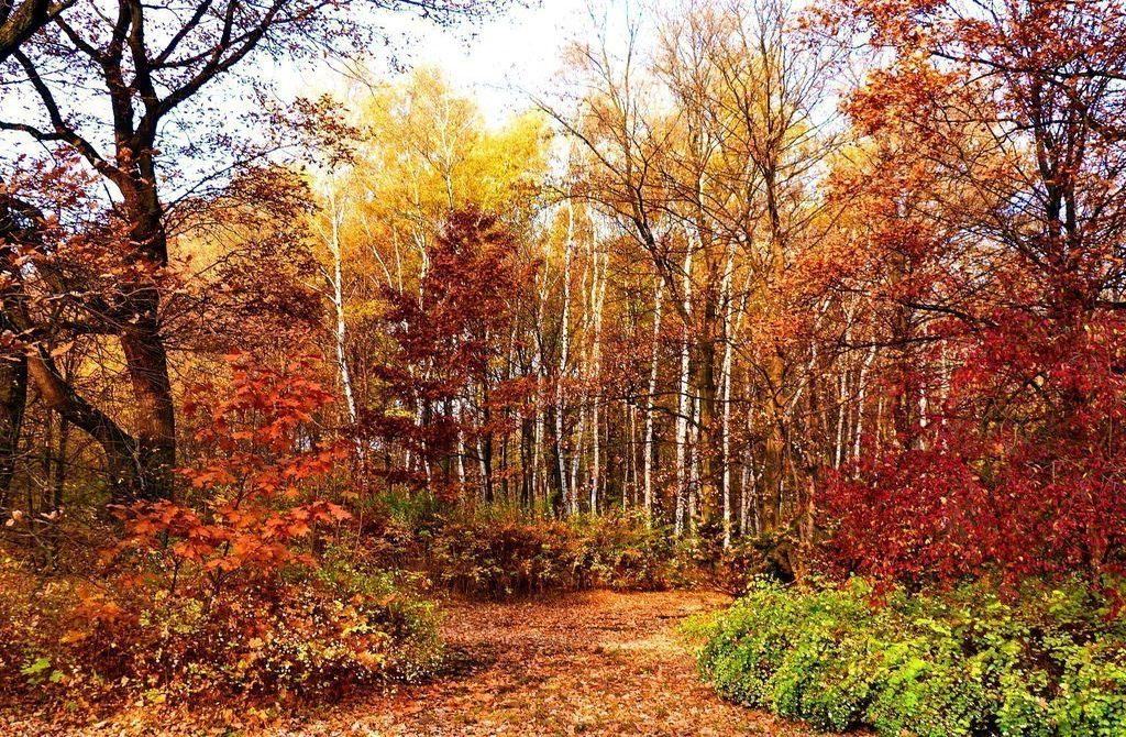 Silesian Park Katowice Chorzow autumn scenery