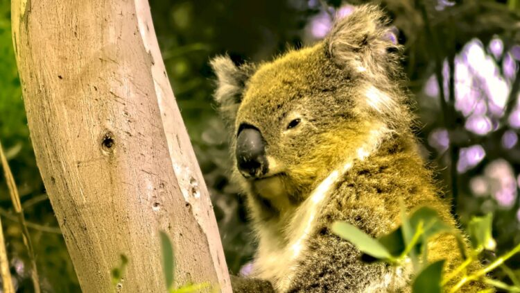 Cute koala resting on eucalyptus tree in Australian wilderness