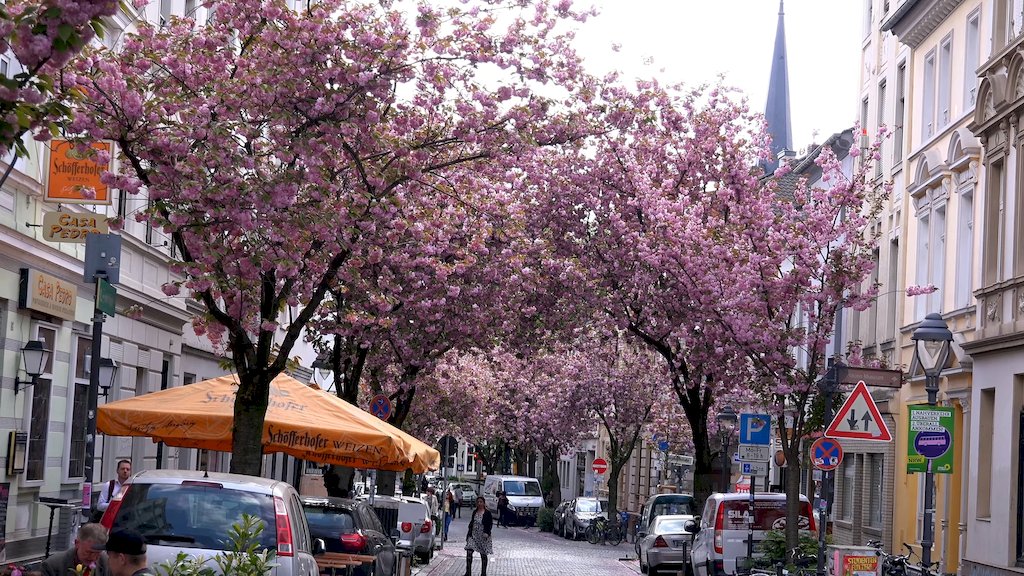 Cherry Blossom Avenue in Bonn