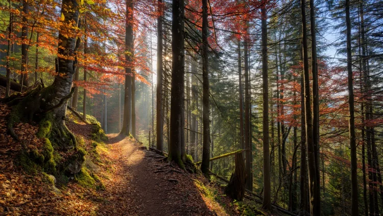 Autumn in the Black Forest - colorful trees and scenic landscape