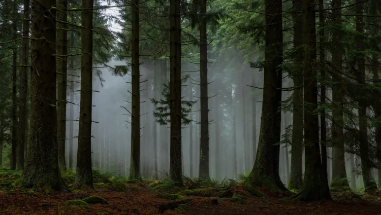 Mystical fog in the Black Forest - atmospheric landscape