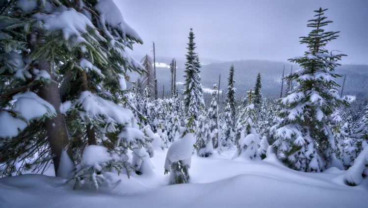 Snowy winter forest in the Black Forest - serene winter scenery