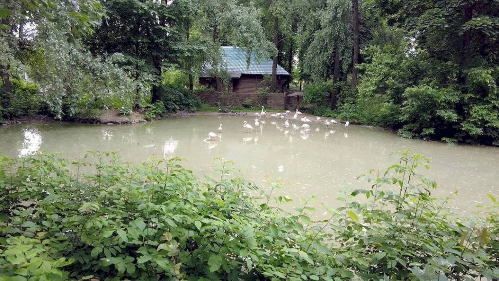 animals of the Kyiv zoo