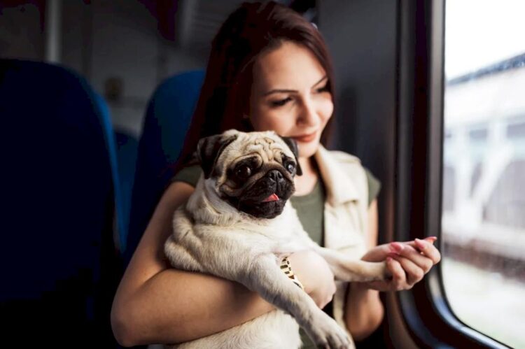 Rules for importing animals
