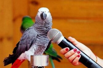 Чому папуги розмовляють