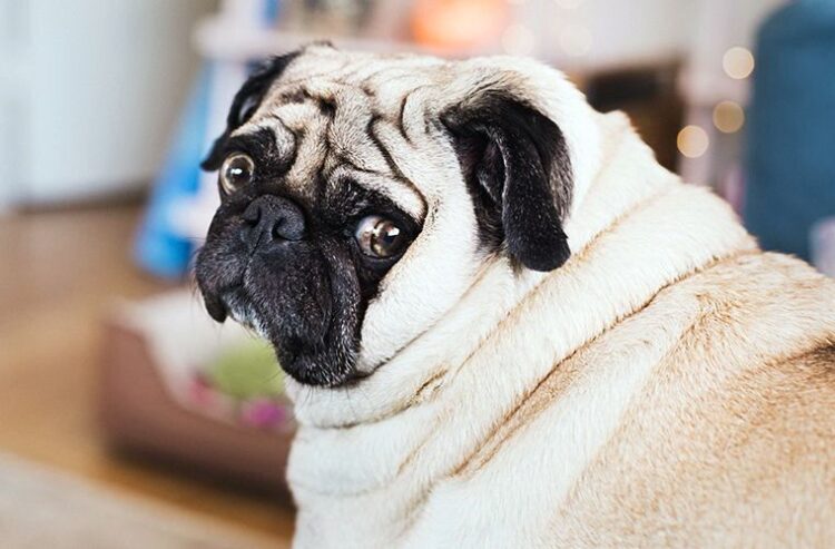 Forbid dogs to bark