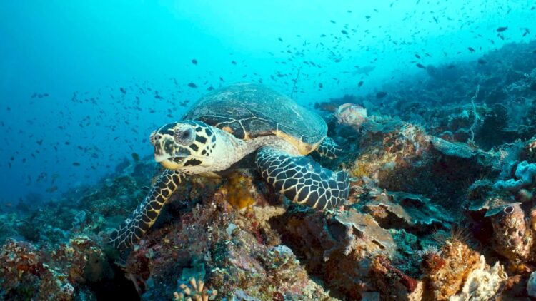 Red Sea