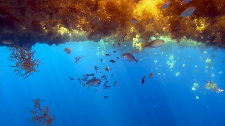 Sargasso Sea
