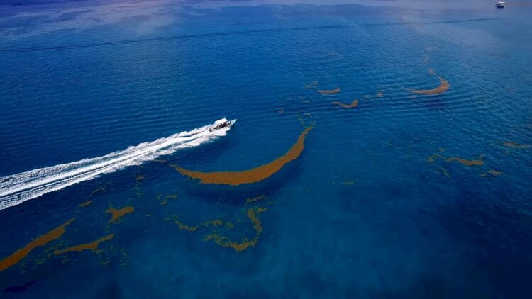 Sargasso Sea
