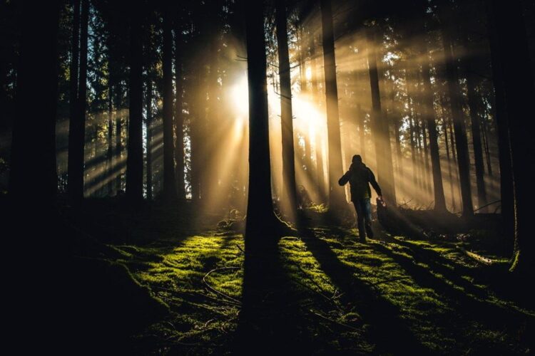 lost in the woods