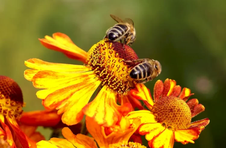 bee on a yellow flower