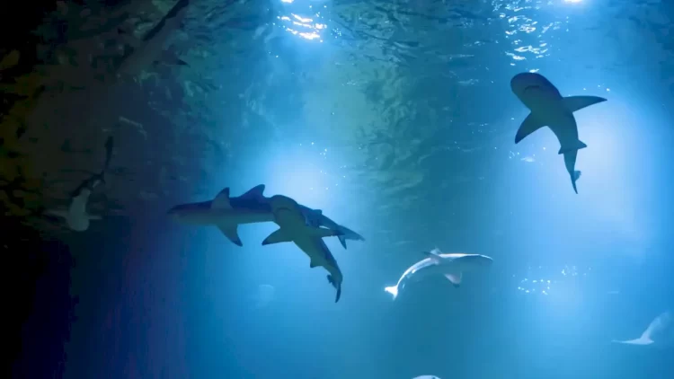 interesting facts about sharks