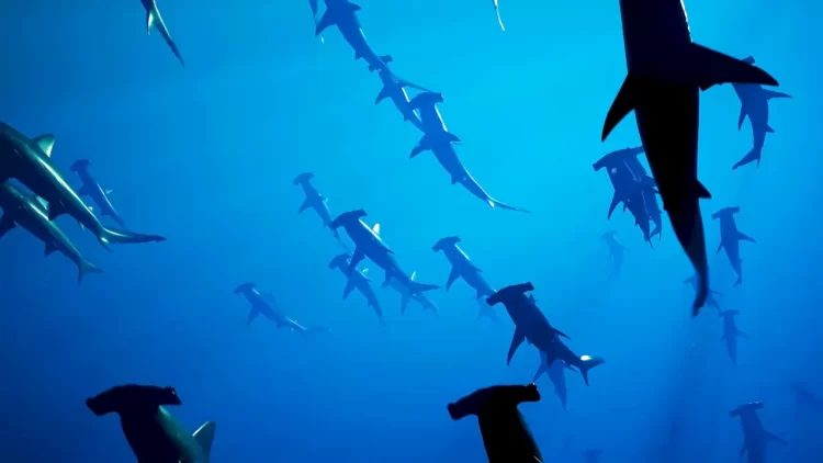 sharks