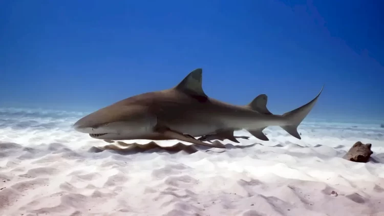 shark facts