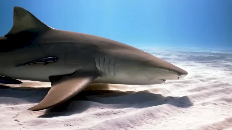 great shark