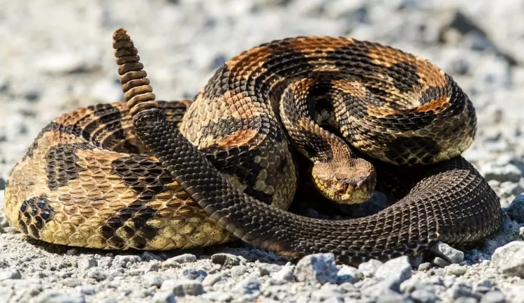 Гримуча змія з характерним попереджувальним хвостом