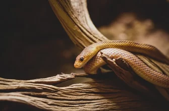 10 найотруйніших змій у світі