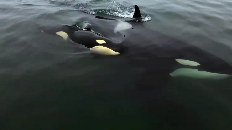 Косатка з дитинчам
