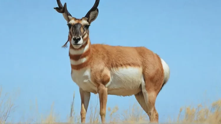 Vilorogue, also known as Patagonian Mara