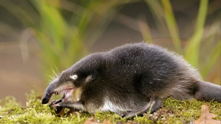 Russian Desman, a semi-aquatic mammal of the Eurasian waterways