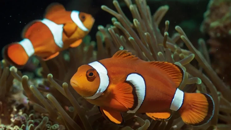 Clownfish