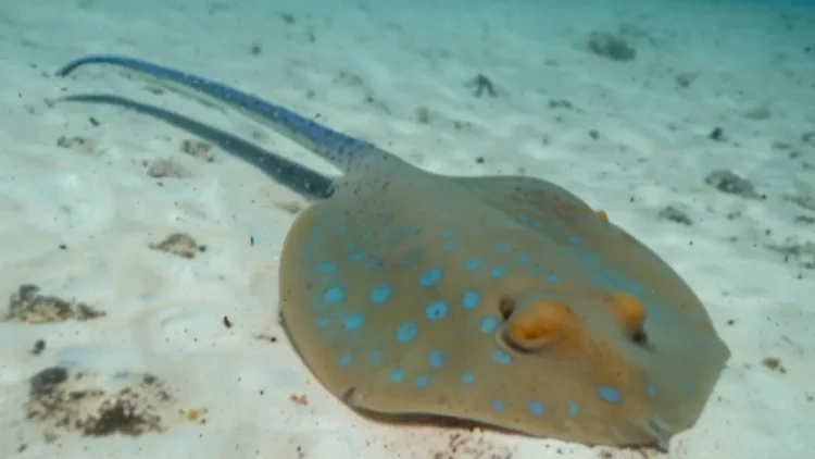 Bluespotted Stingray