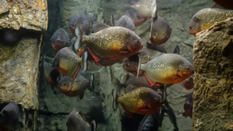 Piranhas in the Amazon River