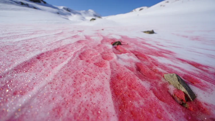 Watermelon snow phenomenon and causes