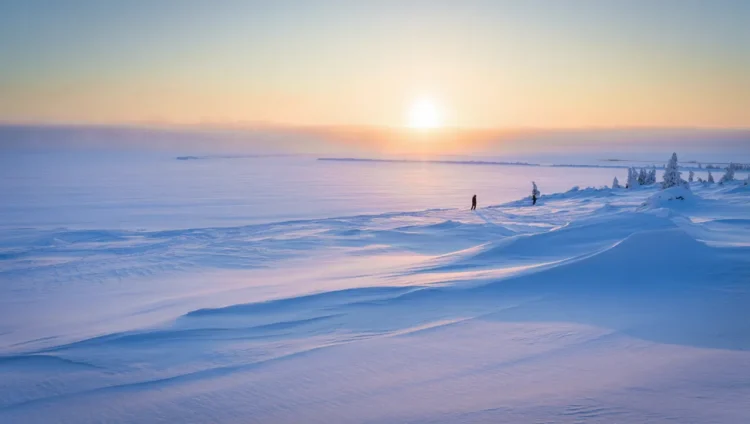 Ecological importance of snow