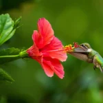Flora and fauna
