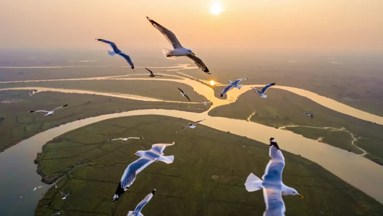 Seagulls flying over Ganges River delta at sunrise