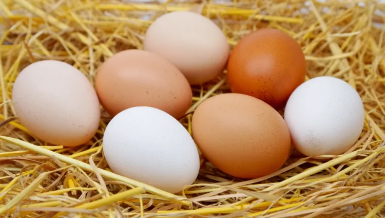 Different colored chicken eggs from various breeds
