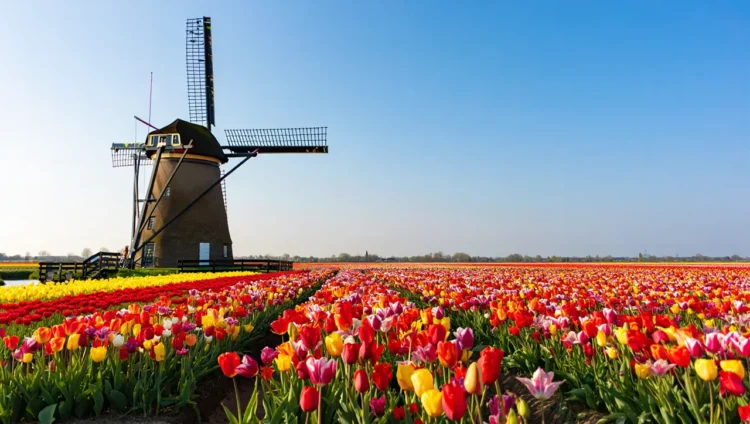 Traditional Dutch windmill in Netherlands countryside landscape