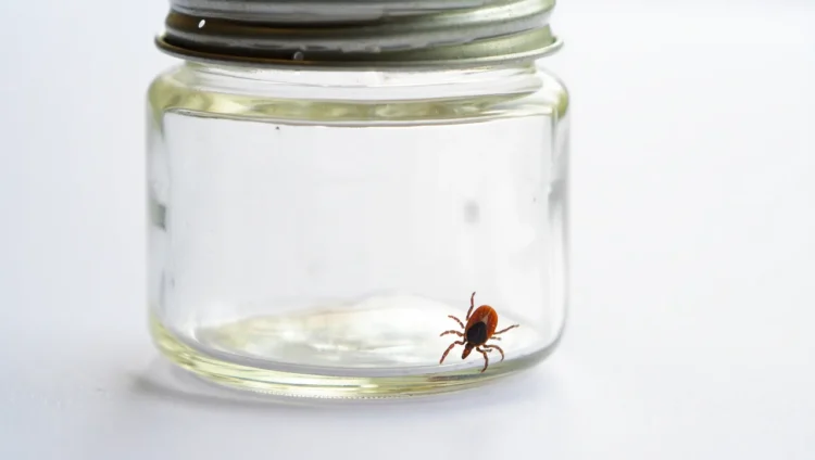 Tick preserved in a glass jar for laboratory testing