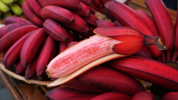 Red banana fruit bunch close up on plant