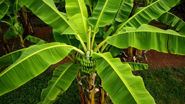 Banana plant giant herb berry fruit on stem