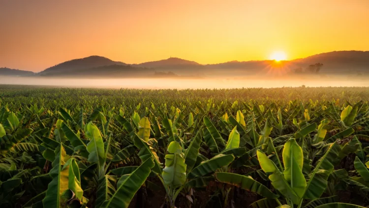 Large green banana plantation farm overview