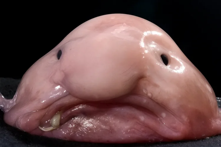Blobfish appearance gelatinous body and sad face