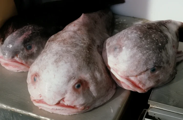 Blobfish conservation status endangered species