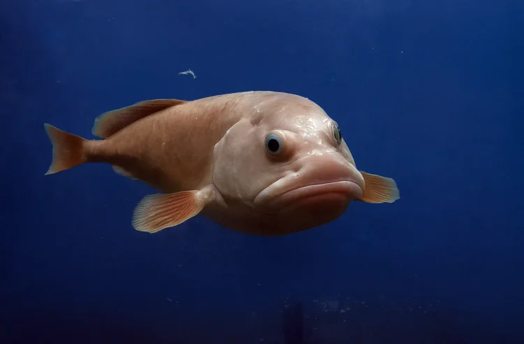 Blobfish classification chart Psychrolutidae family
