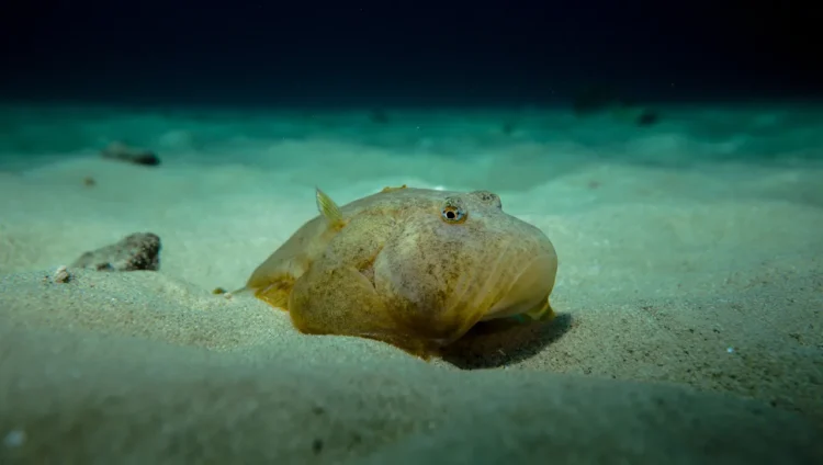 Blobfish habitat deep sea ocean floor map