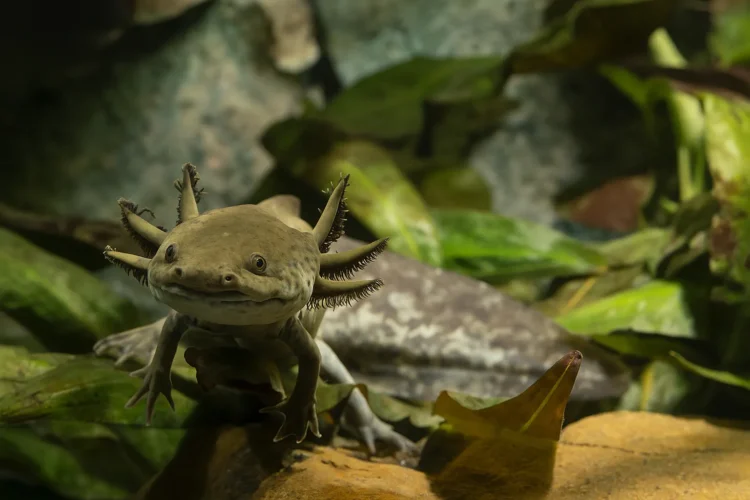 What is an axolotl - the smiling aquatic salamander