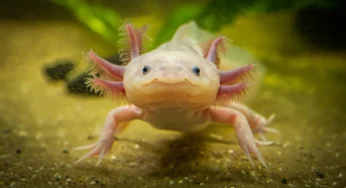 Axolotl Care Guide: Lifespan, Diet and Keeping as a Pet