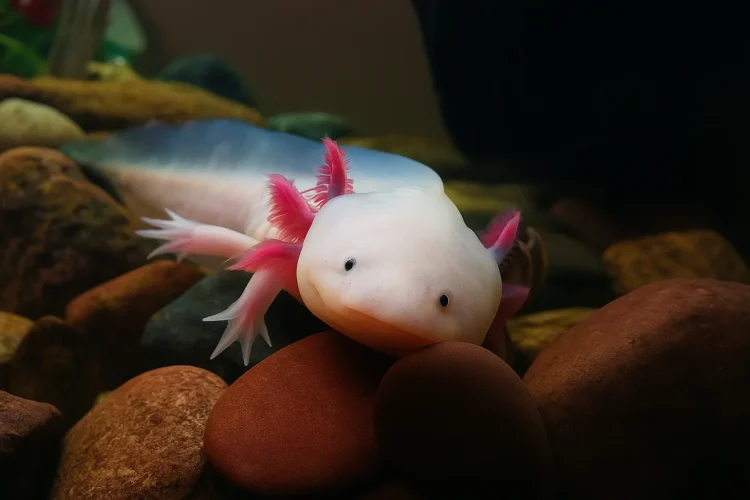 Axolotl natural habitat in Mexican lakes