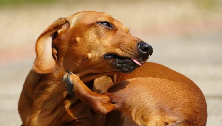 Dog scratching skin due to allergies or parasites