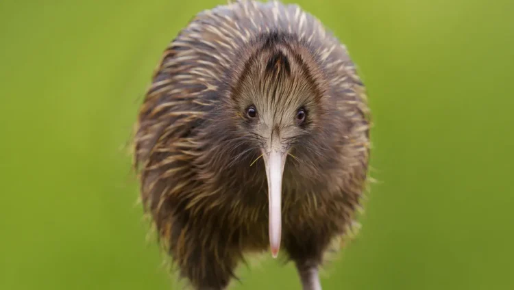 Native Kiwi bird in New Zealand close-up showing its unique features